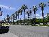 The line of palm trees west of the convention center